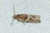 Ancylis comptana